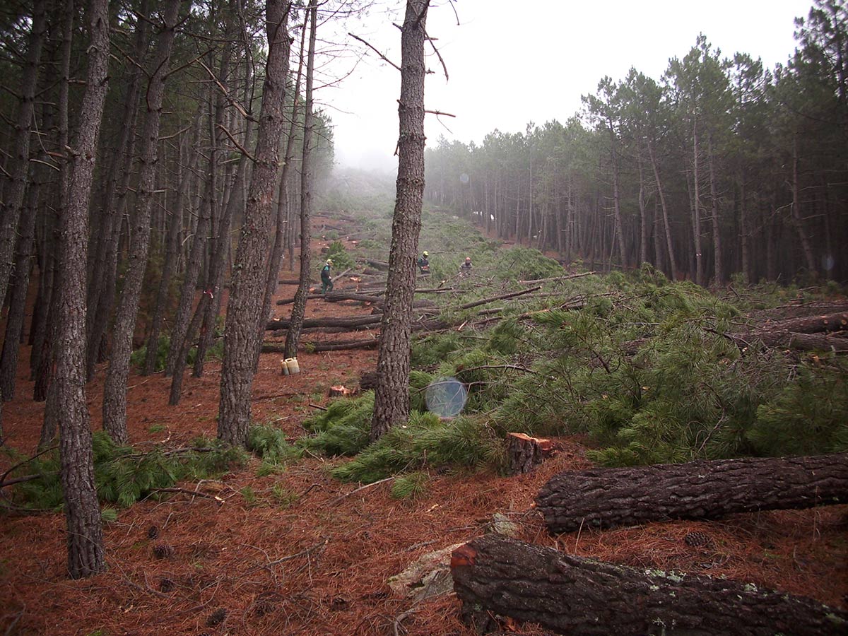 Tratamientos silvícolas 4 APERTURA CORTAFUEGOS