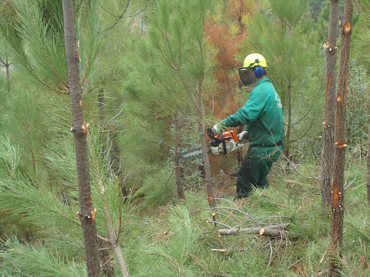 Tratamientos silvícolas 5 PODA PINAR