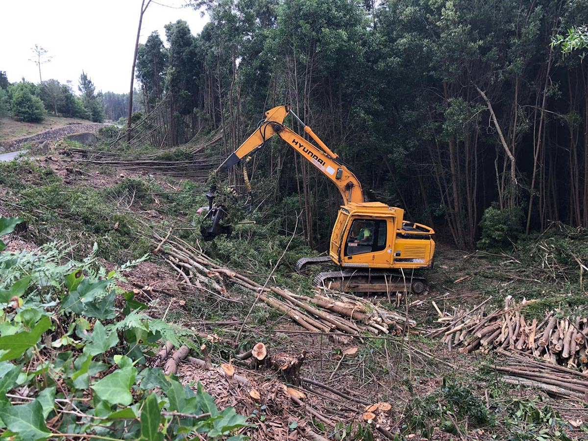 Tratamientos silvícolas 8 PROCESADORA