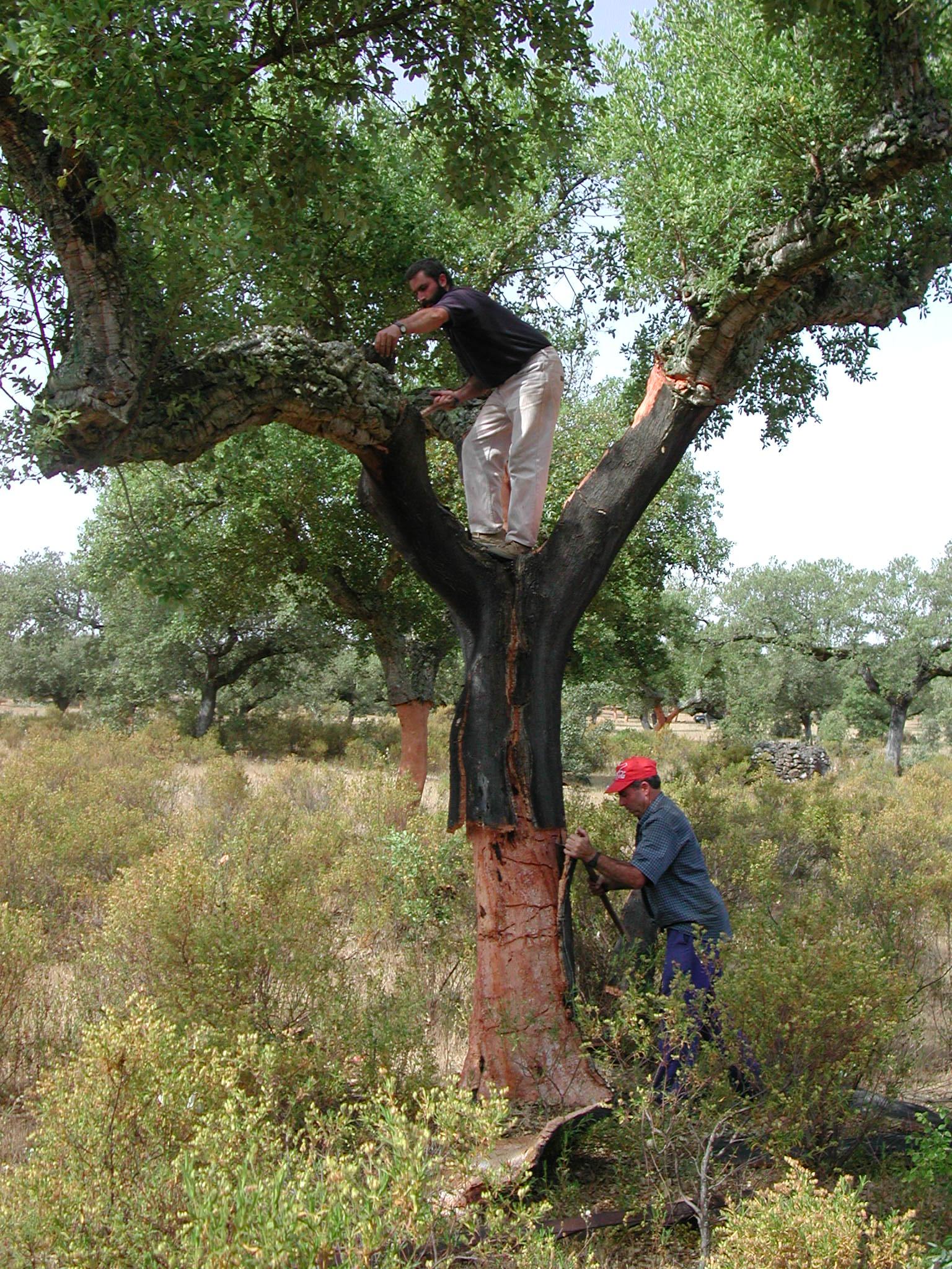 Saca de corcho 3 SACA DE CORCHO