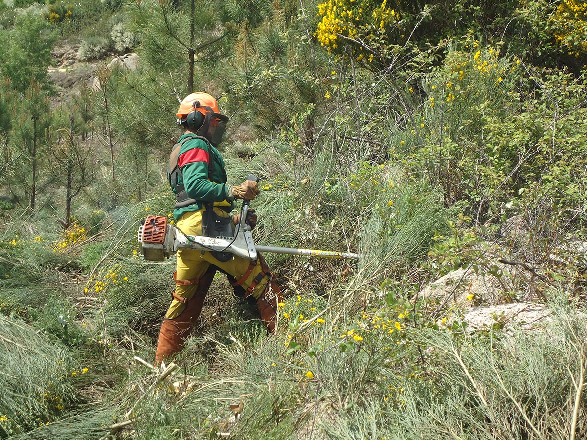 Tratamientos silvícolas 3 DESBROCES