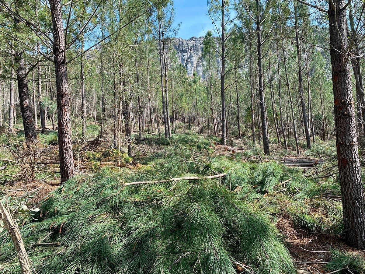 Tratamientos silvícolas 2 PODA PINAR