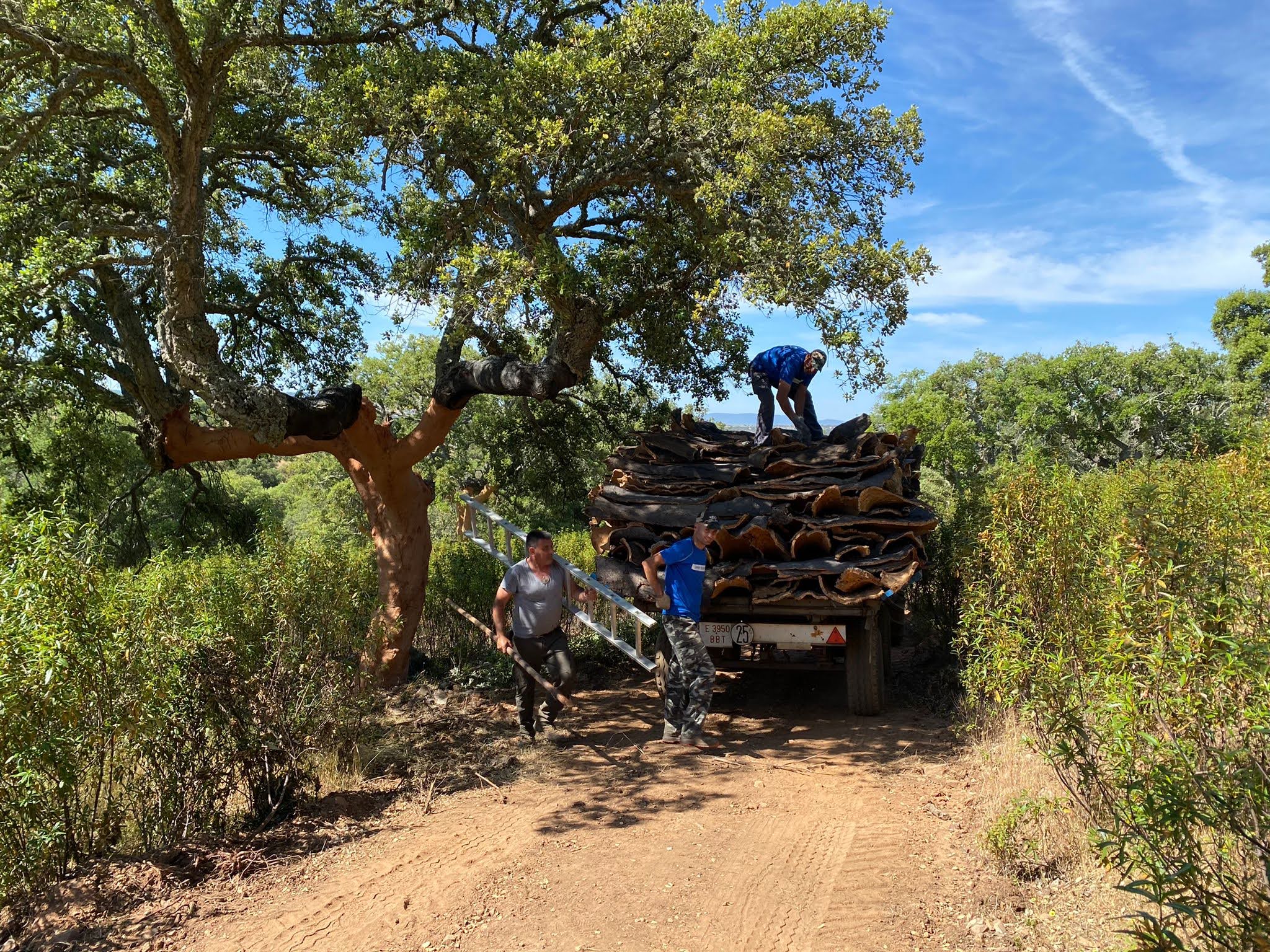 Saca de corcho 2 reforestación alcornocal intensivo