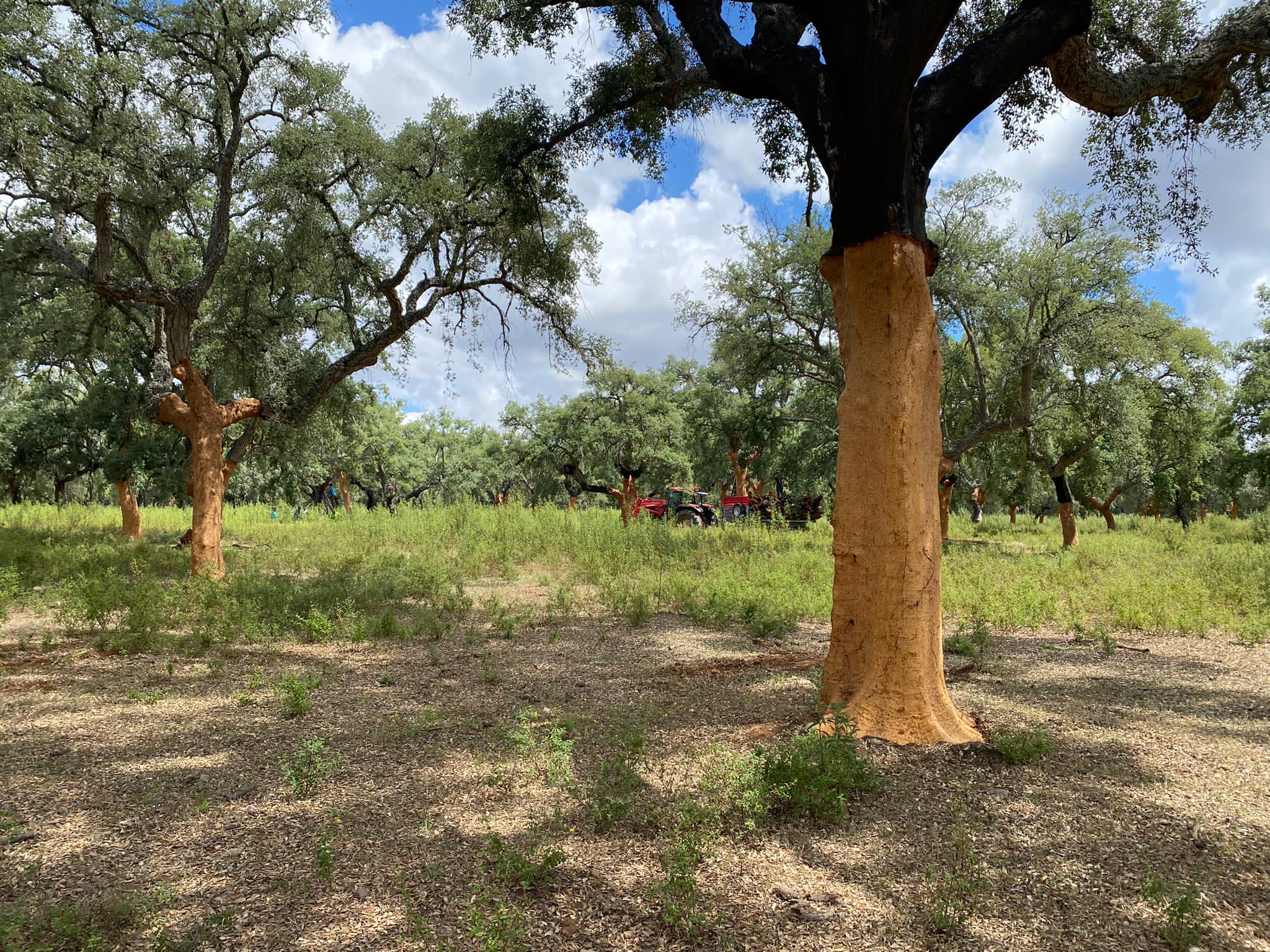 Saca de corcho 7 SACA DE CORCHO