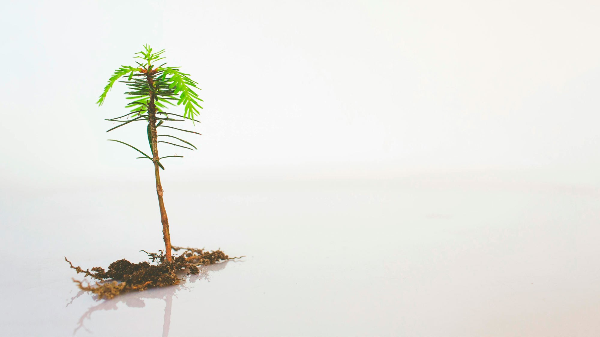 brote-verde Huella de carbono Huella de Carbono 3