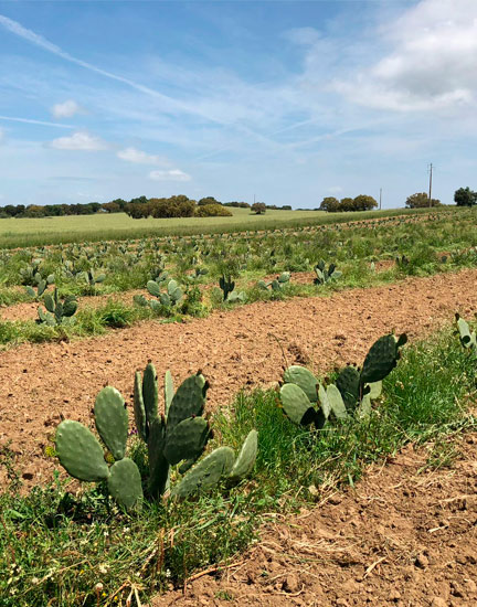 Reforestaciones y densificaciones 4 Plantación chumbera