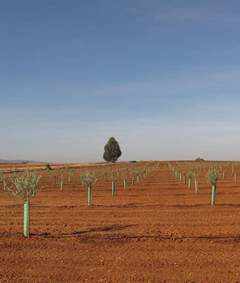 Reforestaciones y densificaciones 5 plantación olivar