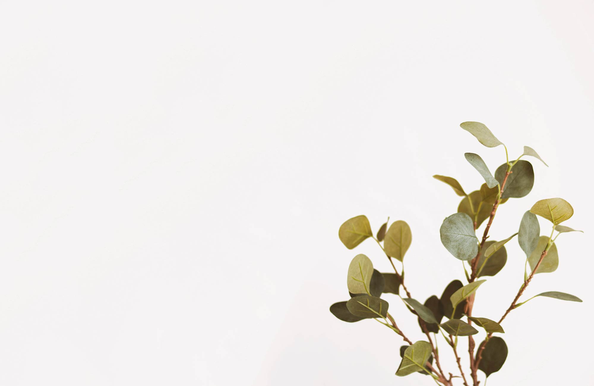 ramita Huella de carbono Huella de Carbono 2