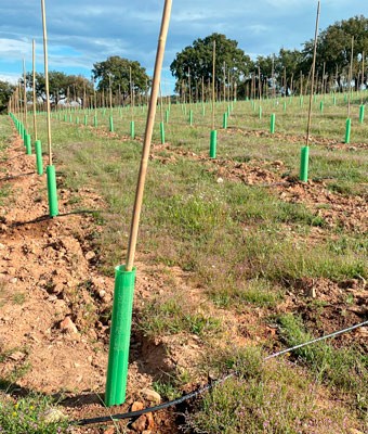 Reforestaciones y densificaciones 2 reforestación alcornocal intensivo