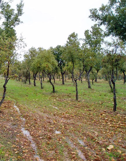 Reforestaciones y densificaciones 3 reforestaciones